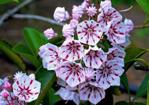 kalmia latifolia " peppermint" - kalmie