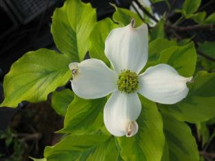 cornus florida "rainbow"