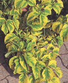 cornus florida "rainbow"