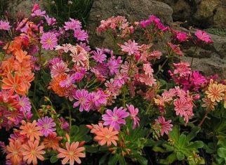 lewisia cotydedon - levísie