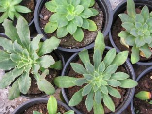 lewisia cotydedon - levísie