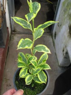 Weigela florida variegata