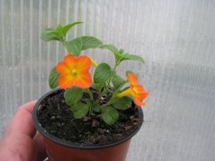 streptosolen jamesonii