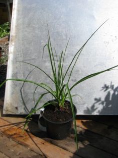 kniphofia uvaria "green jade" - kleopatřina jehla, mnohokvět