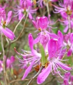 rhododendron canadense