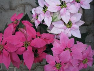 euphorbia "princettia" - celoroční hvězda