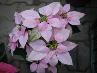 euphorbia "princettia soft pink" - celoroční hvězda