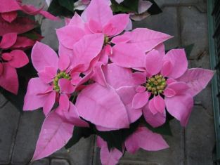 euphorbia "princettia pink" - celoroční hvězda