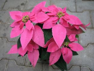 euphorbia "princettia hot pink" - celoroční hvězda