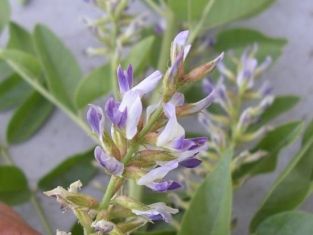 Glycyrrhiza glabra - lékořice