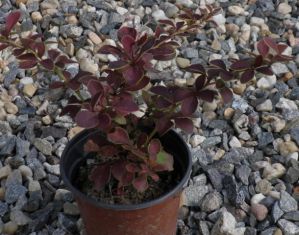 Berberis thunbergii "golden ring"