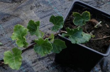 hedera helix "crispa"
