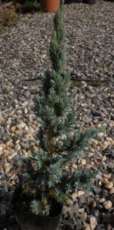 juniperus squamata "meyerii" - jalovec stěsnaný