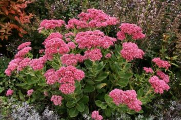 sedum telephium "herbsfreude" - rozchodník