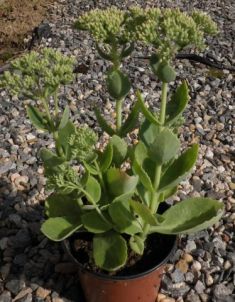 sedum telephium "herbsfreude" - rozchodník