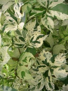 Parthenocissus quinquefolia "silver showers" - přísavník pětiprstý