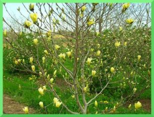 magnolia "yellow river" - magnolie vanilkově žlutá