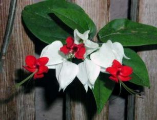 clerodendron thomsoniae - blahokeř