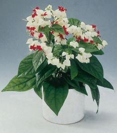 clerodendron thomsoniae - blahokeř