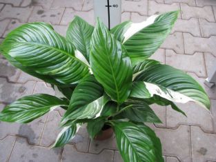 spathiphyllum "sweet picasso" - lopatkovec