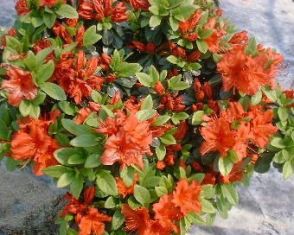 rhododendron obtusum "hot shot"