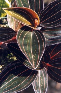 Ludisia discolor - ludisie