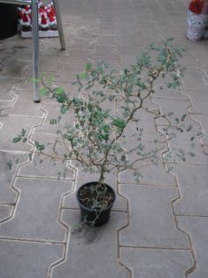 sophora japonica "little baby" - sofora