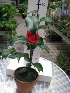 camellia japonica "san dimas" - kamélie