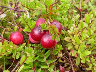 vaccinium macrocarpon - klikva velkoplodá