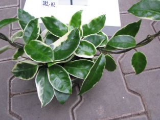 hoya carnosa variegata