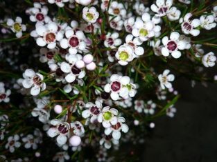 chamelaucium uncinatum "snowflake" - waxflower