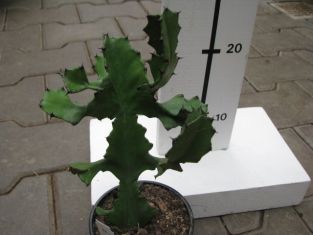 euphorbia trigona