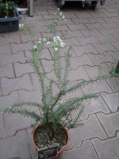 ozothamus diosmifolius