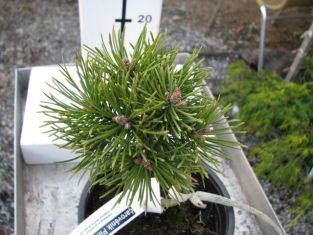 pinus uncinata "ježek"