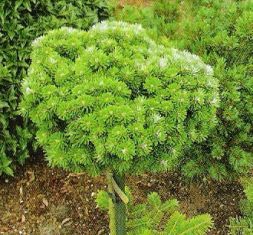 Abies koreana "silber kugel"