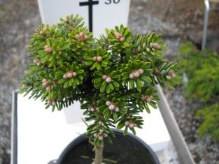 abies koreana "silber kugel"