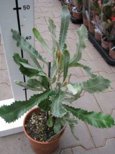 banksia baueri