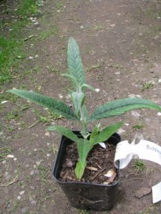 buddleja davidii "white ball"