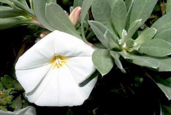 convolvulus cneorum