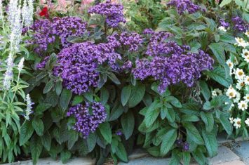 heliotropium arborescens - otočník , vanilkovník