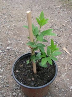 clematis angustifolia - klematis