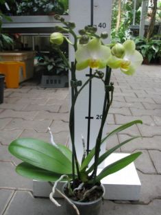 phalaenopsis kolibri "mexico"