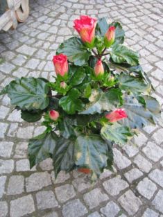 Hibiscus sin. "juno"