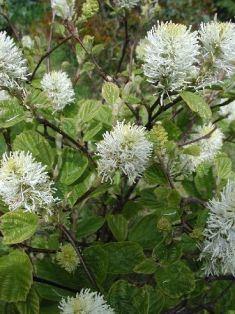 fothergilla major