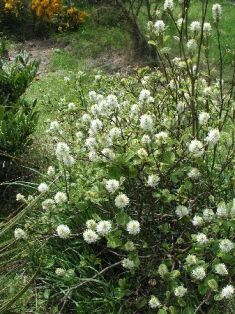 fothergilla major