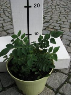murraya koenigii