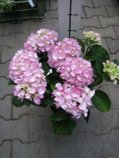 hydrangea macr. "hovaria sweet fantasy"