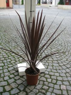 dracaena australis - dračinka australská, červenolistá