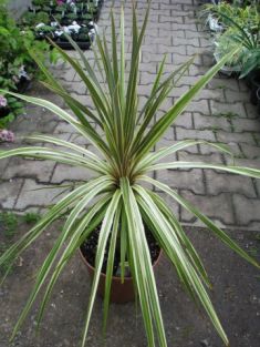 dracaena australis - dračinka australská, žlutolistá