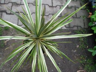 dracaena australis - dračinka australská, žlutolistá